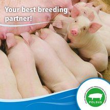 Your best breeding partner! 